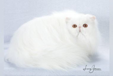 GC, BWR, NW ROSSIWOOD DOCTOR WHO