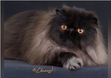 GP, NW ROSSIWOOD SAY IT RIGHT