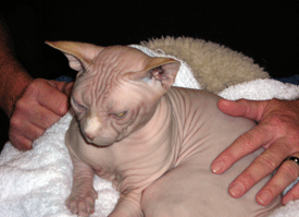 Sphynx cat