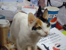 Mi-Ke Shorthair Japanese Bobtail