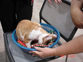 Devon Rex relaxing before showing