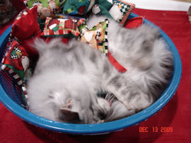 Maine Coon safely back