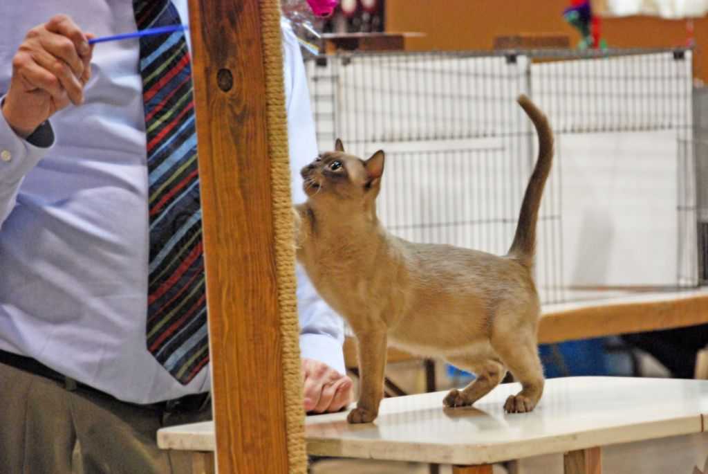 Burmese kitten being judged - Cable