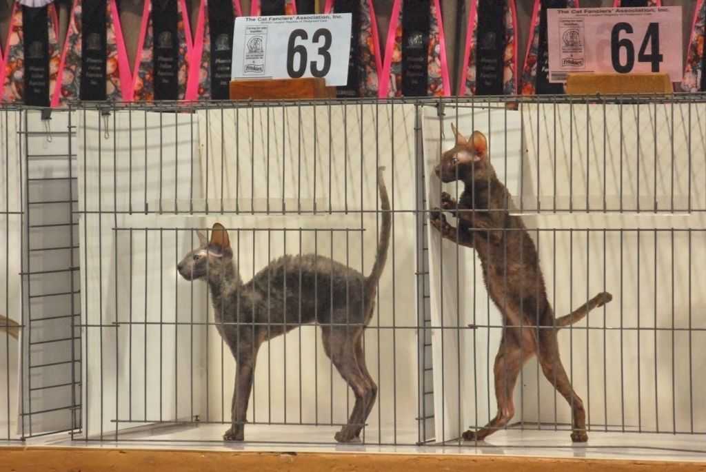 Oriental kittens - Cable