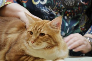 Photo from the 2012 cat show