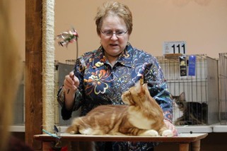 Photo from the 2012 cat show