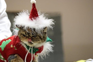 Photo from the 2012 cat show