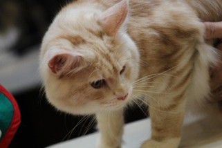 Photo from the 2012 cat show