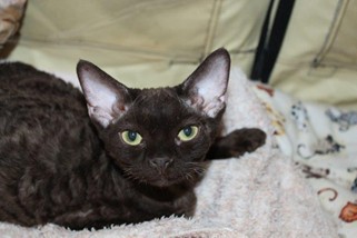 Photo from the 2012 cat show