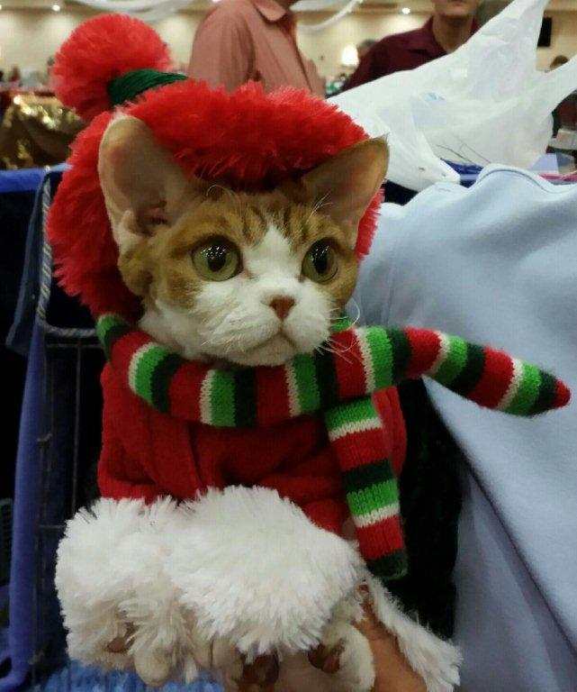 Christmas Devon Rex