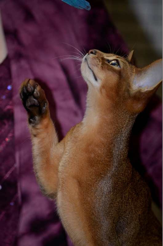 Abysinnian competitor