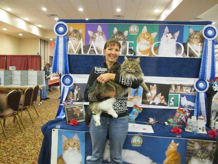 Maine Coon Grand of Distinction