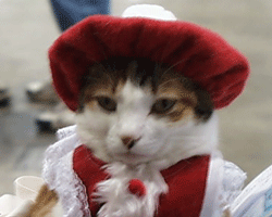cat wearing a cute red Christmas hat